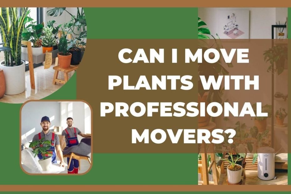 Some plants are shown as well as a professional plant mover moving house plants